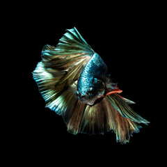 Beautiful multi color of Siamese fighting fish