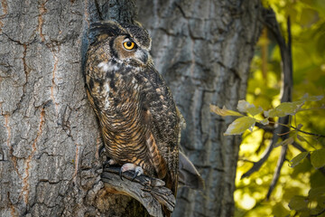 Great Horned Owl Pose