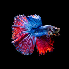 Fototapeta premium Beautiful multi color of Siamese fighting fish