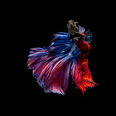 Beautiful multi color of Siamese fighting fish