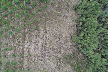Vertical aerial view drone forest