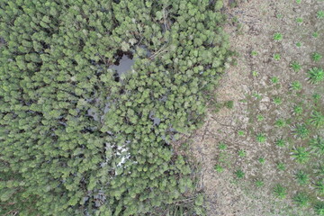 Vertical aerial view drone forest