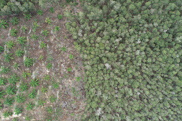 Vertical aerial view drone forest