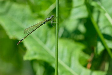 Green dragonfly sitting on grass. Coenagrion. natural blurred background. insect, space for text. beautiful dragonfly with big eyes in the grass in the meadow. macro nature, small predator.