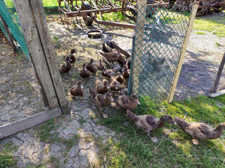 Young ducks come out of the pen