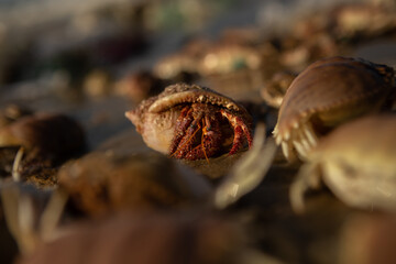 Group of hermit crab on the beach. Focus on one crab.