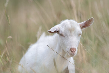 The domestic thoroughbred goat is quietly grazing in the meadow.