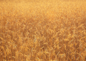 a road in a summer field with ripe wheat on the background of the evening sky