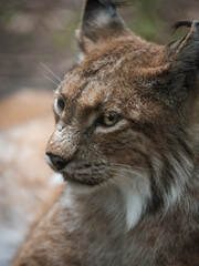 Naklejka premium Wilder Lux entspannt sich im Sonnenlicht 