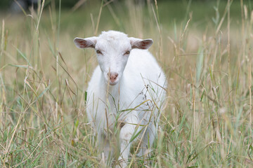 Obraz premium The domestic thoroughbred goat is quietly grazing in the meadow.