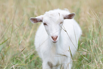 Obraz premium The domestic thoroughbred goat is quietly grazing in the meadow.