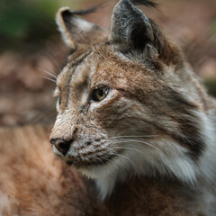 Wilder Lux entspannt sich im Sonnenlicht 