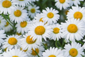 Chamomile on a natural blurred background. Soft selective focus. Poster, wallpaper