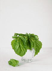 Basil-Giant in a glass of water stands and one leaf lies nearly on a white background. Place for text