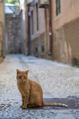 Kot Chorwacja, Dubrownik
