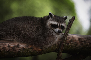 Waschbär entspannt sich auf Baumstamm.