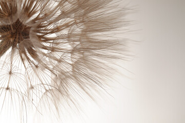 Beautiful fluffy dandelion flower on beige background, closeup. Space for text