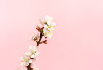 Branch with apricot flowers on a delicate pink background. Small spring flowers with white petals and yellow stamens. Place for your text.	