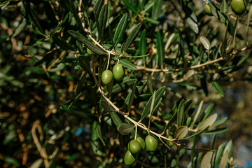 Many large fruits of olive tree, on branches among the foliage. Large green berries.