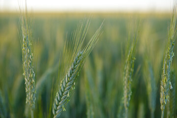 A close-up of some green ears in a wheat field ripening before harvest in a sunny day
