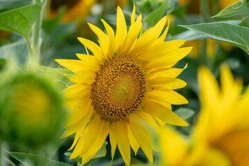 Beautiful sunflower close-up in the light of the setting sun. Parts of a blooming sunflower flower. Growing flowers on an industrial scale for the production of oil and animal feed.