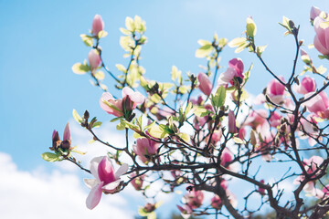 Beautiful flowering on a sunny day, flowering tree - beautiful flowering branch of magnolia in spring - magnolia flower	