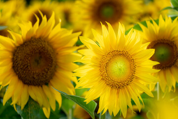 Beautiful sunflower close-up in the light of the setting sun. Parts of a blooming sunflower flower. Growing flowers on an industrial scale for the production of oil and animal feed.