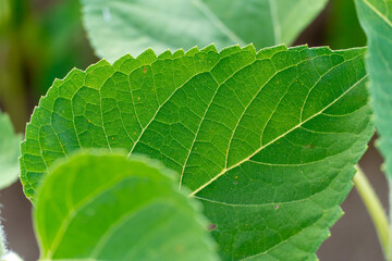 a large green sunflower leaf close-up in the light of day and the rays of the setting sun. Cultivation of sunflower on an industrial scale for animal feed and production of vegetable oil