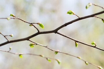 Spring bush branch with fresh green buds and leaves. Springtime nature simplicity concept. Shallow depth of field, selective focus