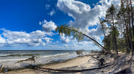 Fototapeta premium Panorama of wild coast with trees that have fallen after a storm on the shore of the Baltic Sea. Cape Kolka, Latvia. Cape Kolka - the meeting place of the Baltic sea and the Gulf of Riga, Latvia.