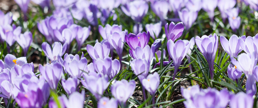 A field of flowering crocuses on a spring sunny day. Photo of plants with violet petals, selective focus.