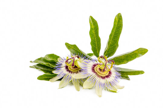 Passiflora incarnata on the white background