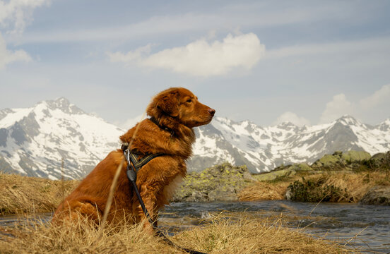 close up of a nova scotia duck tolling retriever next to a mountain lake in the italian alps