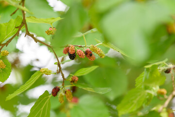 Young fruits of mulberry, on the branch