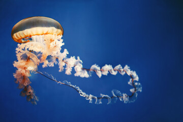 Yellow jellyfish on a dark blue background. - Powered by Adobe