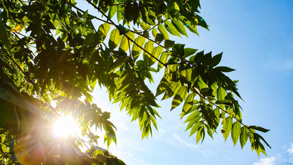 Fototapeta premium tree