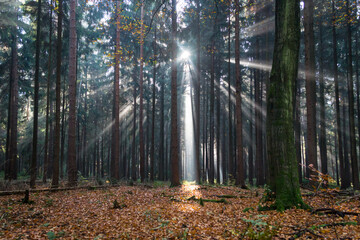 Fototapeta premium magical lights and dark shadows of tree trunks in the fairy tale forest