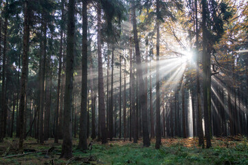magical lights and dark shadows of tree trunks in the fairy tale forest