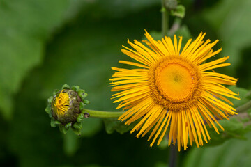 Wild plant, flower, scientific name; Telekia speciosa