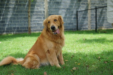 golden retriever on the grass