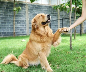 golden retriever on the grass
