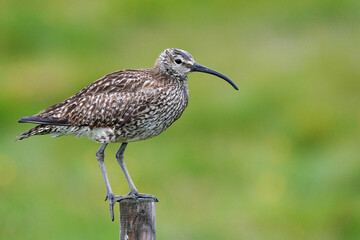 Whimbrel - Iceland