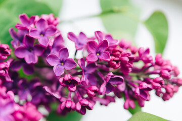 Fototapeta na wymiar Purple lilac flowers as background. Spring background