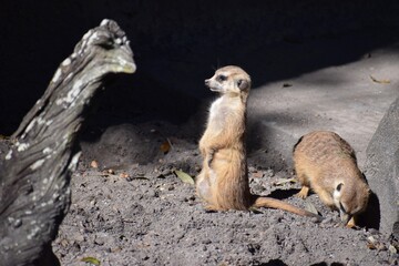 Meerkat Standing Guard