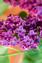 Purple lilac flowers as background. Spring background