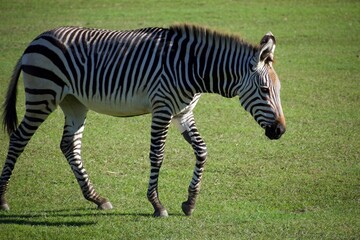 Fototapeta na wymiar Baby Zebra 