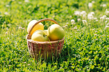 Organic apples in a basket. On the lush green grass. Garden. Space for your text	