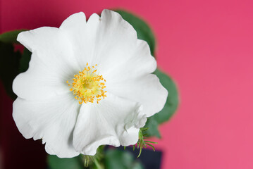 Close-up of a white rosehip (Suaveolens) flower. Flower on a red plain background. Rosehip is brewed in tea.	