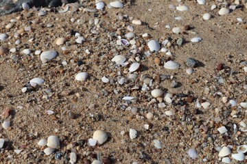 shells on the beach