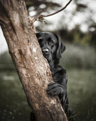 Labrador in der Natur